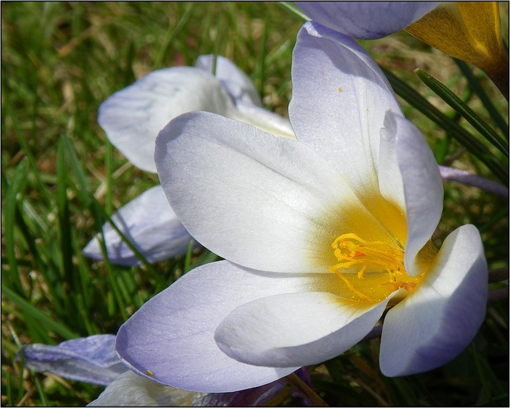 Kein Fadenmolch ;o) - Neues aus meinem Garten 09/III