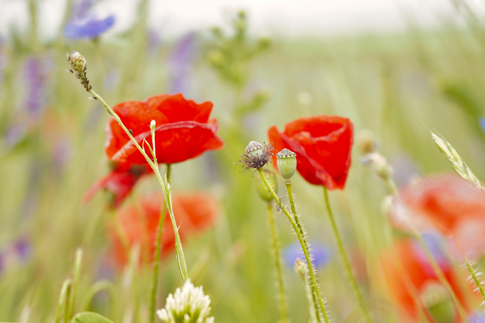 kein Feuer brennt wie der Mohn...