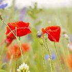 kein Feuer brennt wie der Mohn...