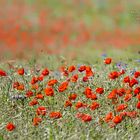 Kein Feuer brennt wie roter Mohn