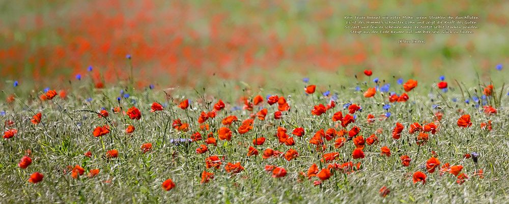 Kein Feuer brennt wie roter Mohn