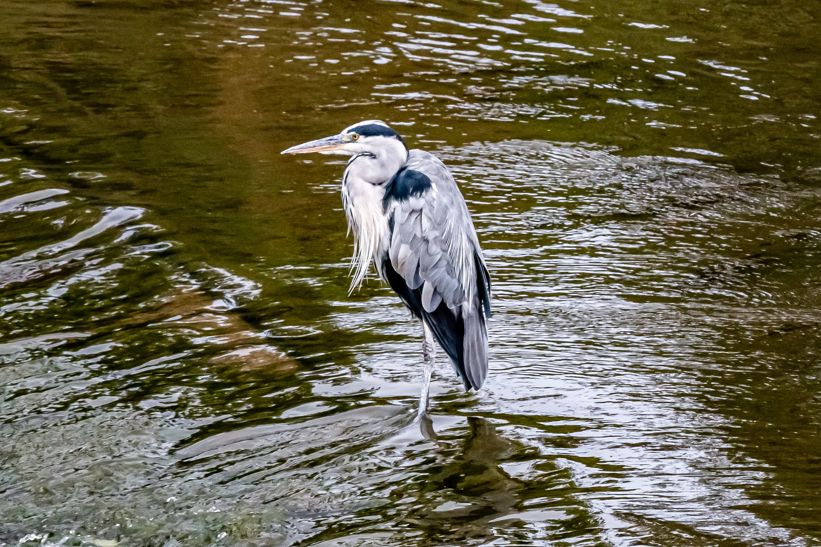 Kein Fisch in Sicht