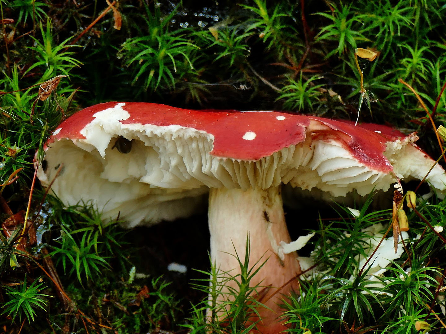 Kein Fliegenpilz sondern ein zinnoberroter harter Täubling