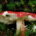 Kein Fliegenpilz sondern ein zinnoberroter harter Täubling