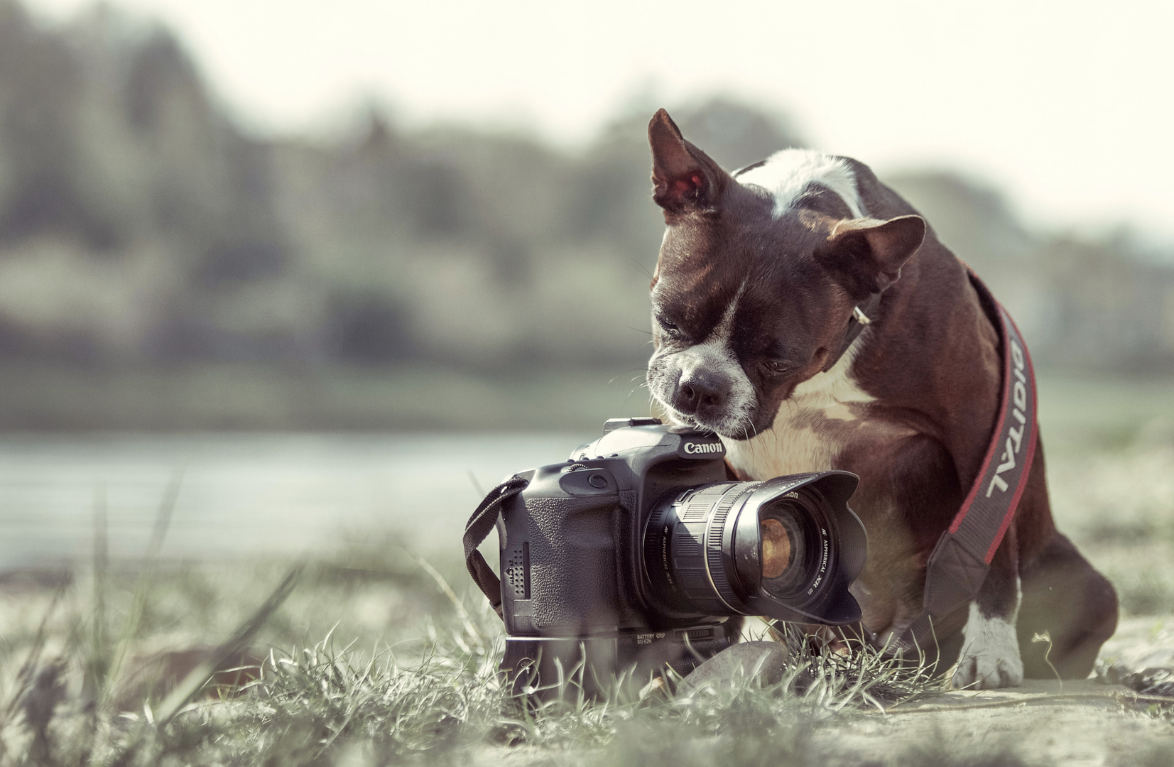 kein Fotogen?