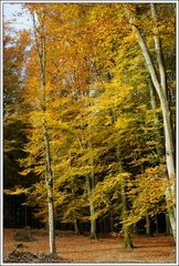 Kein Friedwald - aber Frieden im Wald