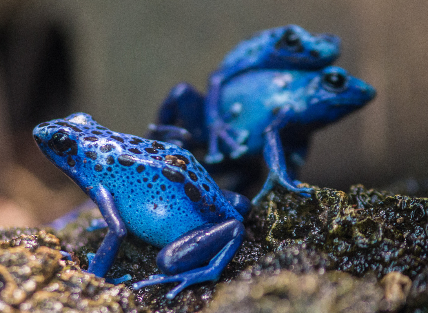 Kein Frosch zum küssen