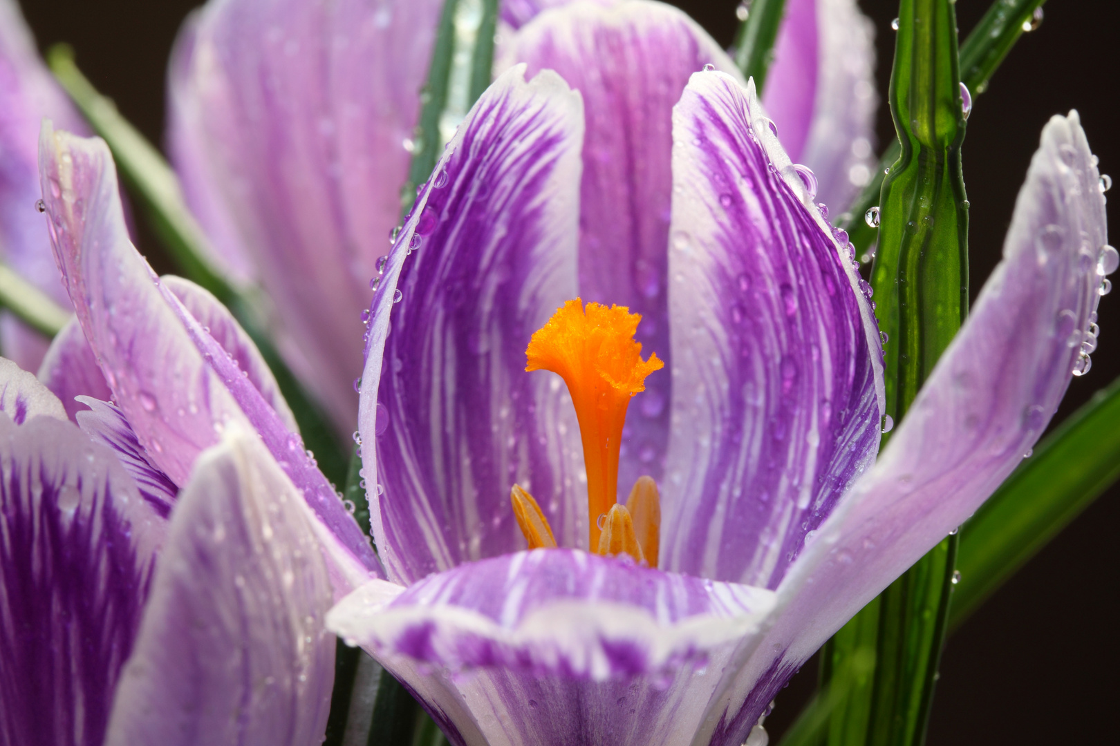 Kein Frühling ohne Krokus