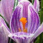 Kein Frühling ohne Krokus