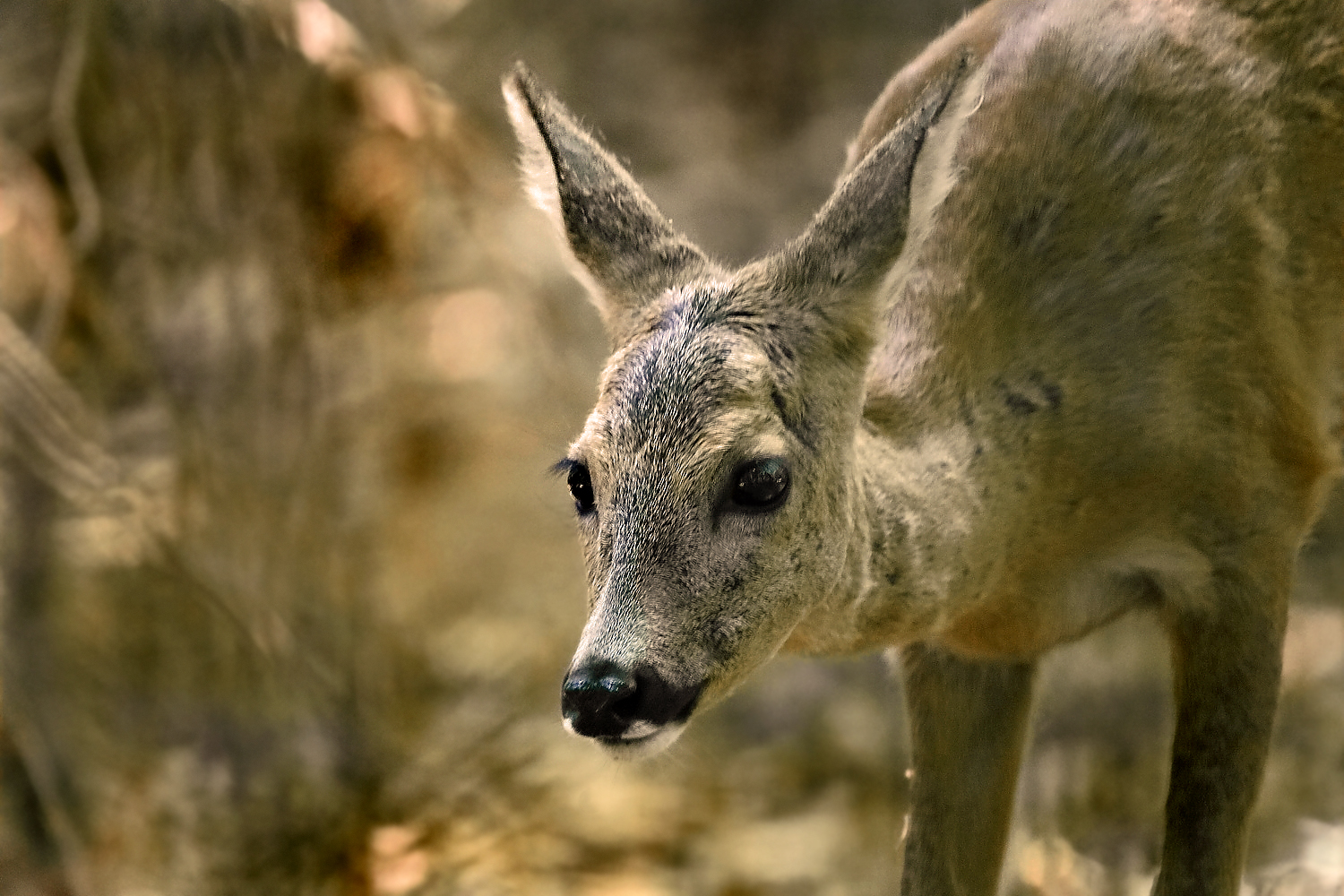 "Kein Fuchs kam, nur das Rehlein hier ..."