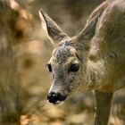 "Kein Fuchs kam, nur das Rehlein hier ..."