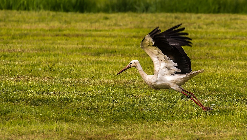 Kein Fuchs - nur ein Weißstorch als Fotobeute