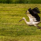 Kein Fuchs - nur ein Weißstorch als Fotobeute