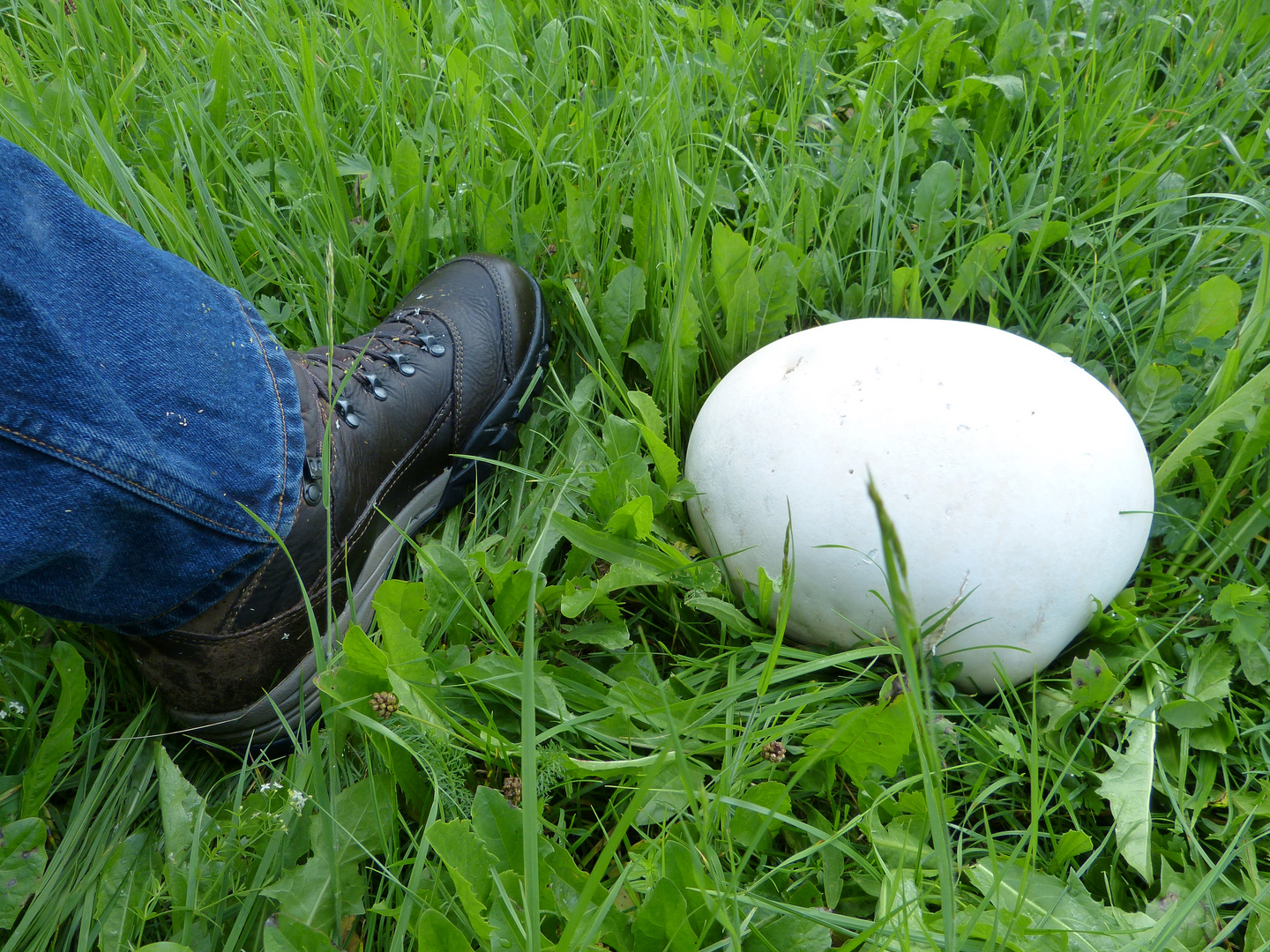 Kein Fußball sondern ein Riesenbovist - Calvatia gigantea