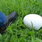 Kein Fußball sondern ein Riesenbovist - Calvatia gigantea