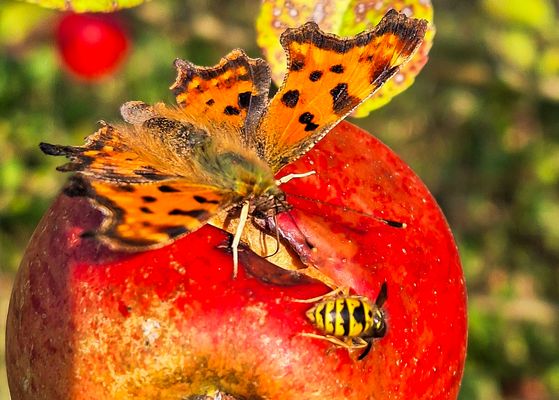 kein Futterneid zwischen unterschiedliche Arten der Insekten