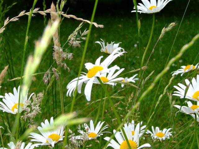 Kein Gänseblümchen...