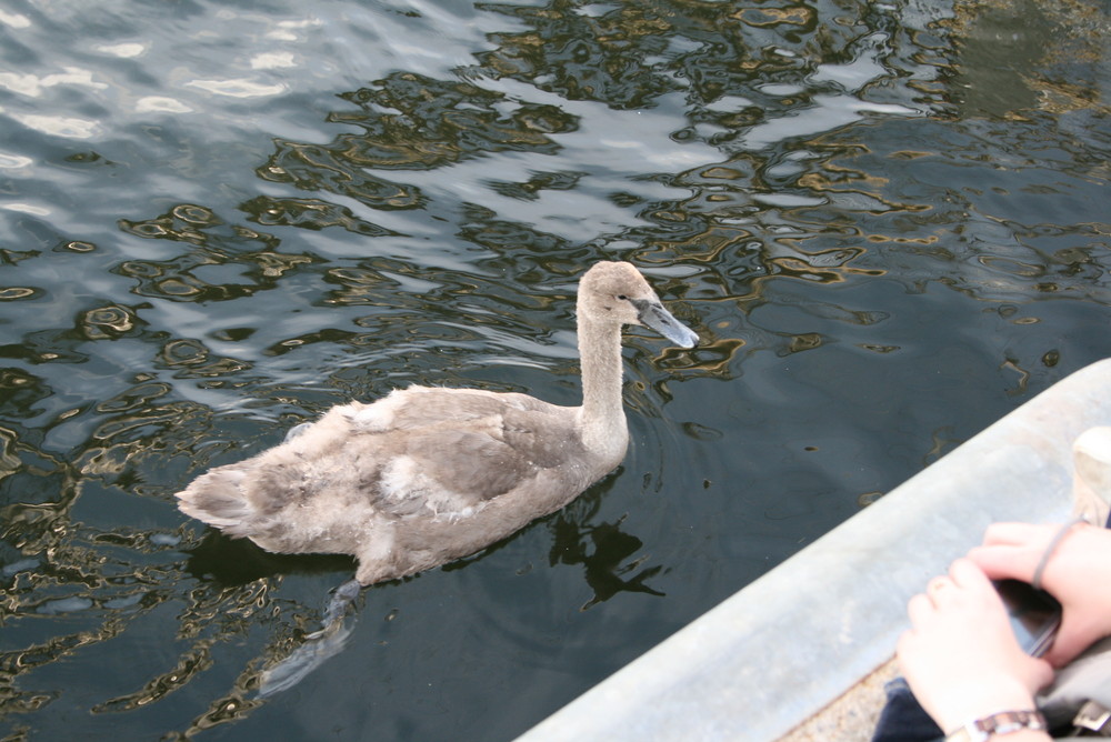 kein gans aber ein schwan will er noch werden