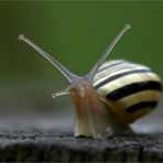 Kein Gummibärchen...