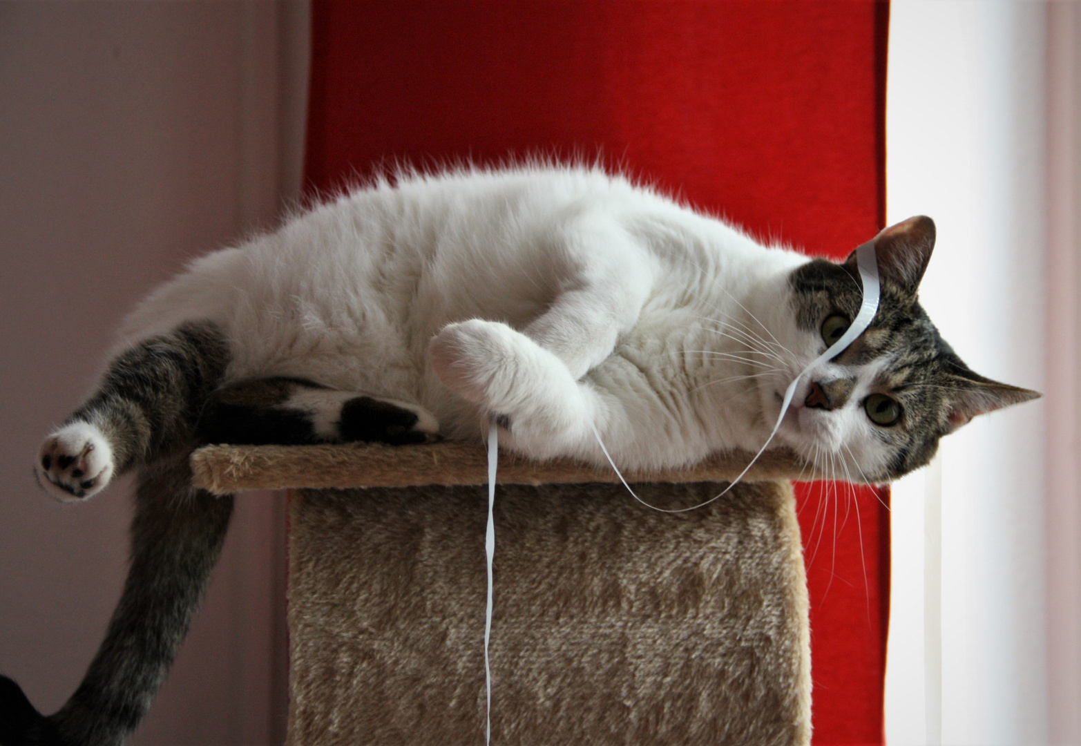 Kein gutes Jahr für Katzen