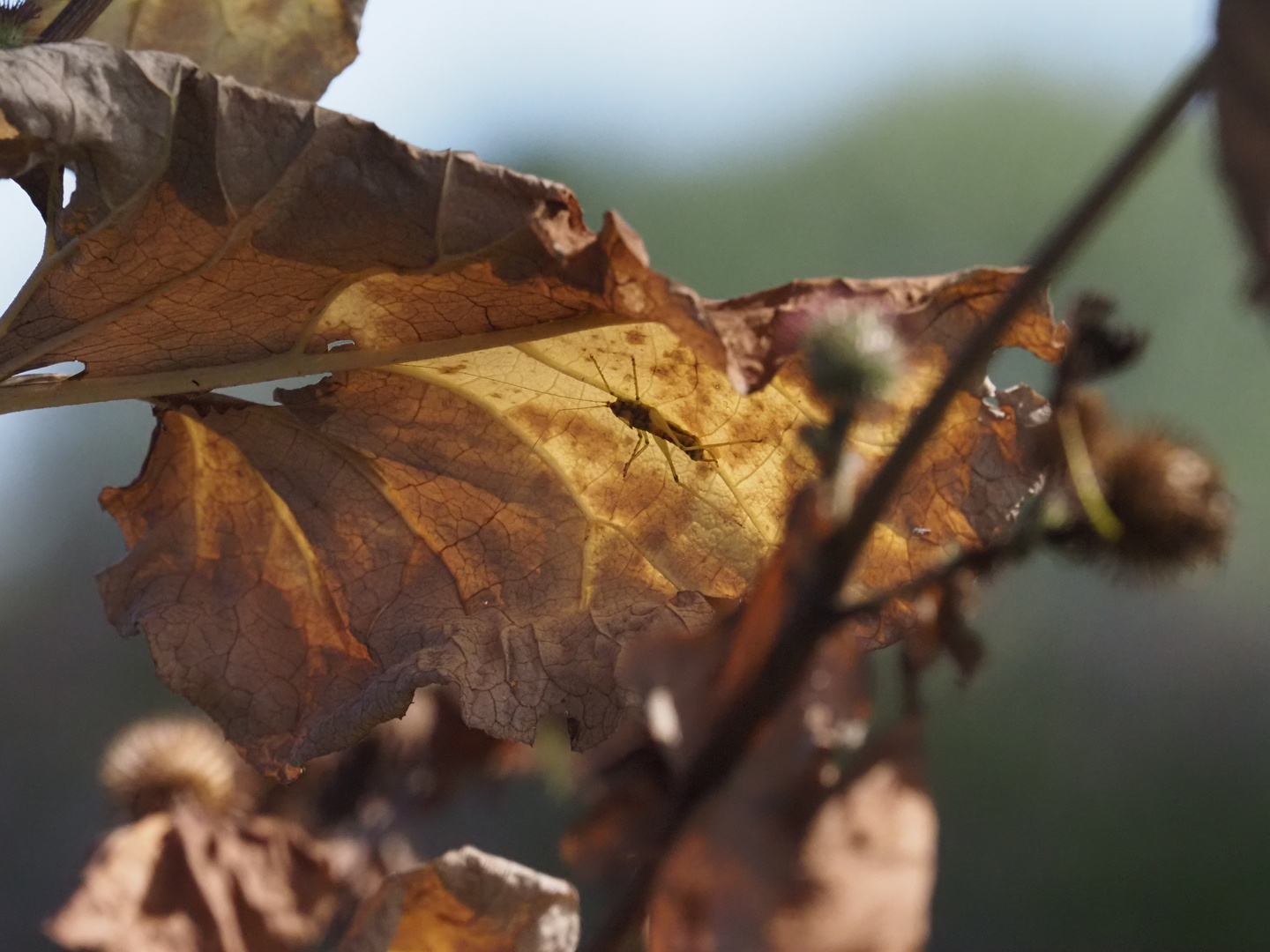 kein gutes Versteck