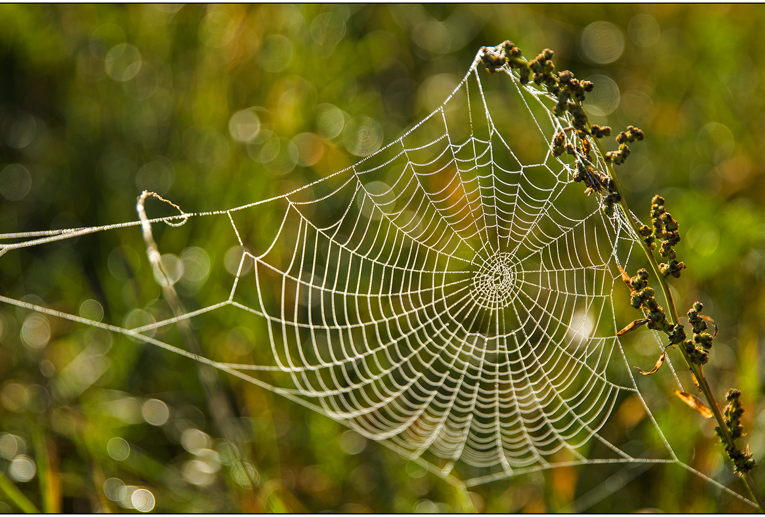 kein halloween