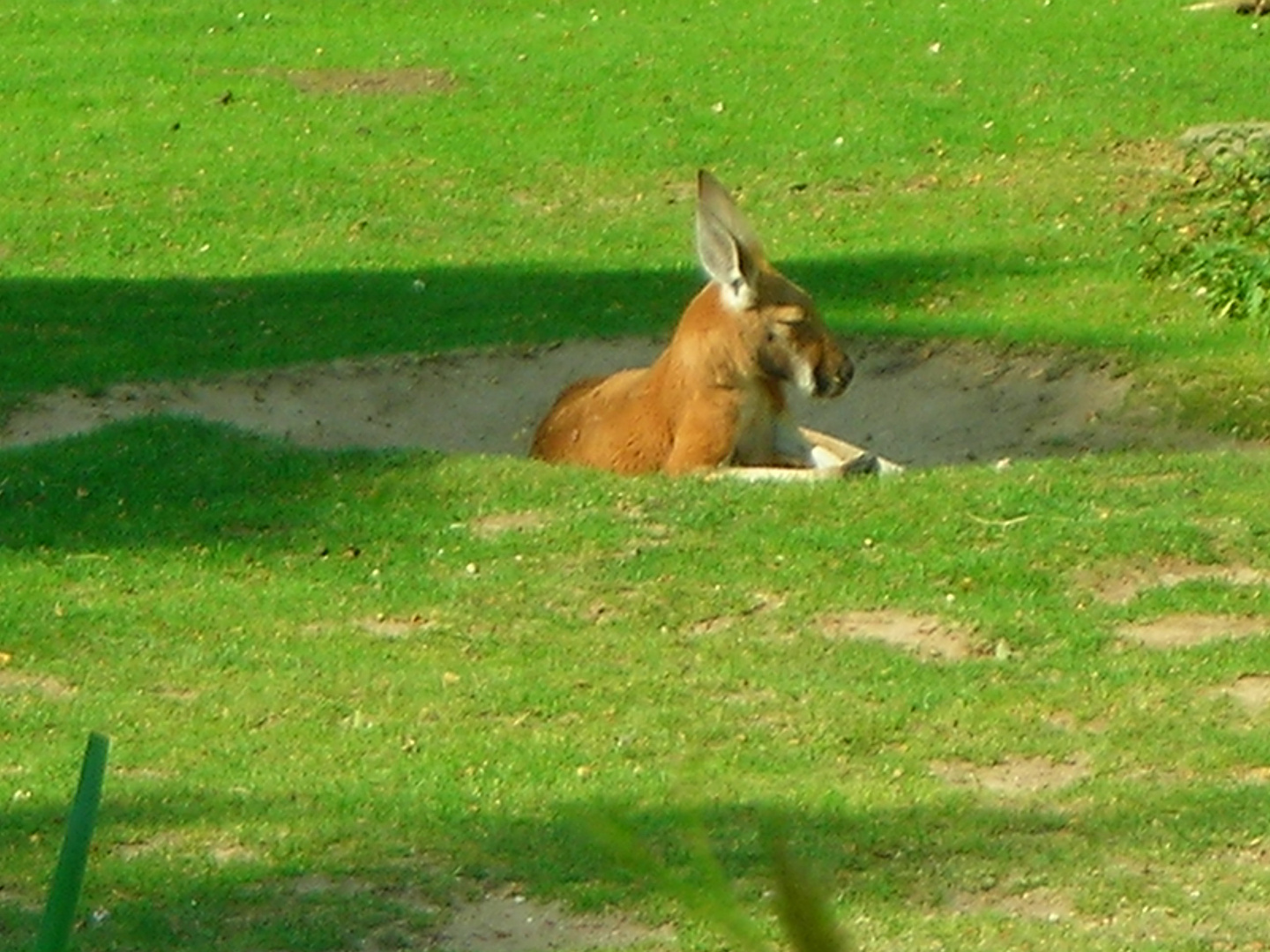 (K)ein Hase !?