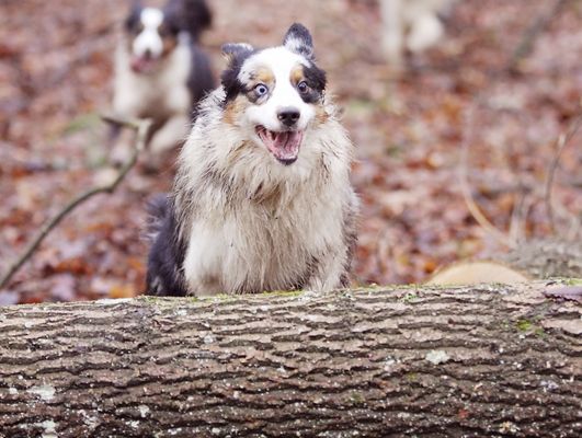 kein Hindernis zu hoch