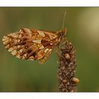 Kein Hochmoor-Perlmutterfalter sondern Hainveilchen-Perlmutterfalter