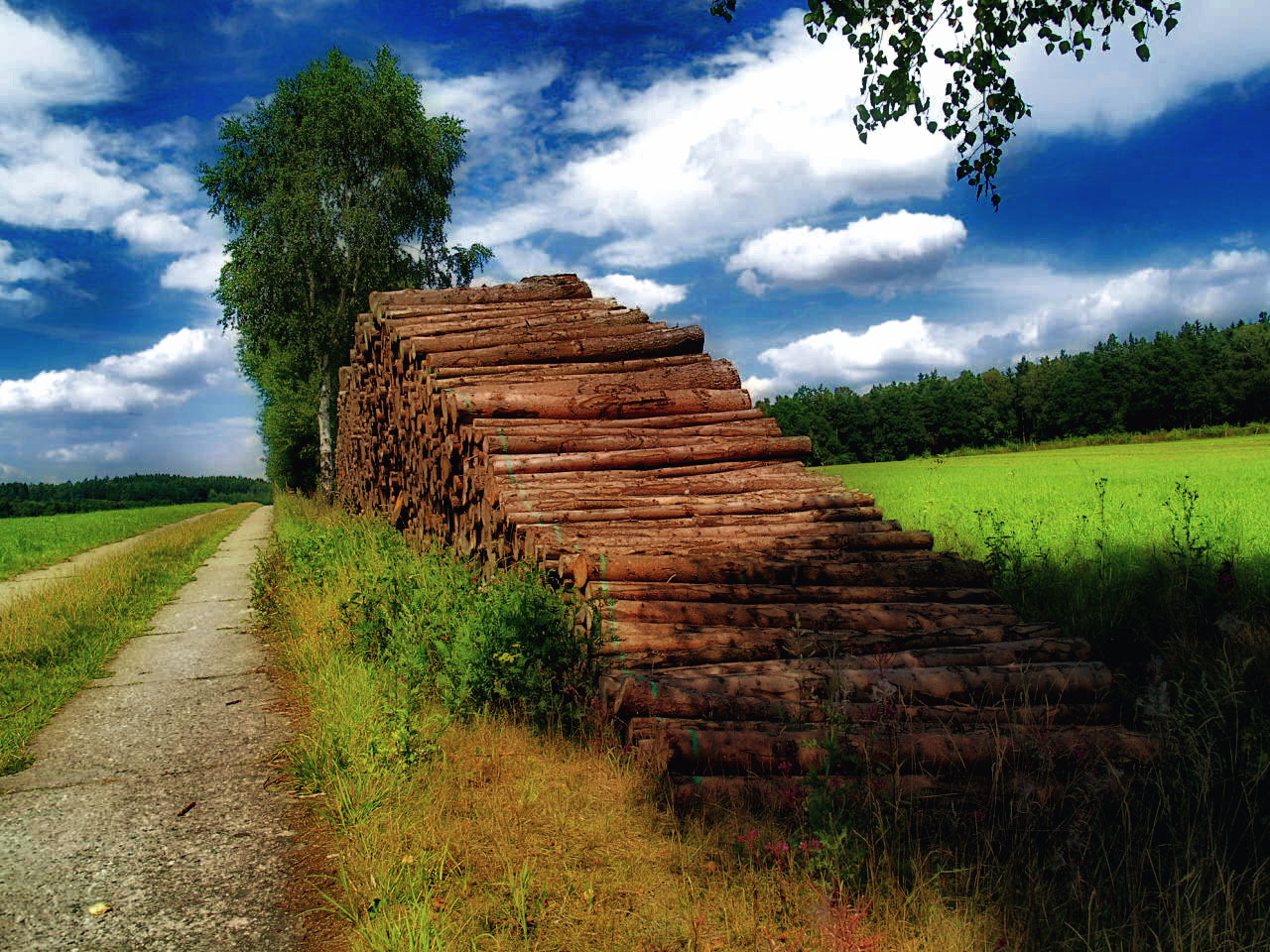 kein holzweg