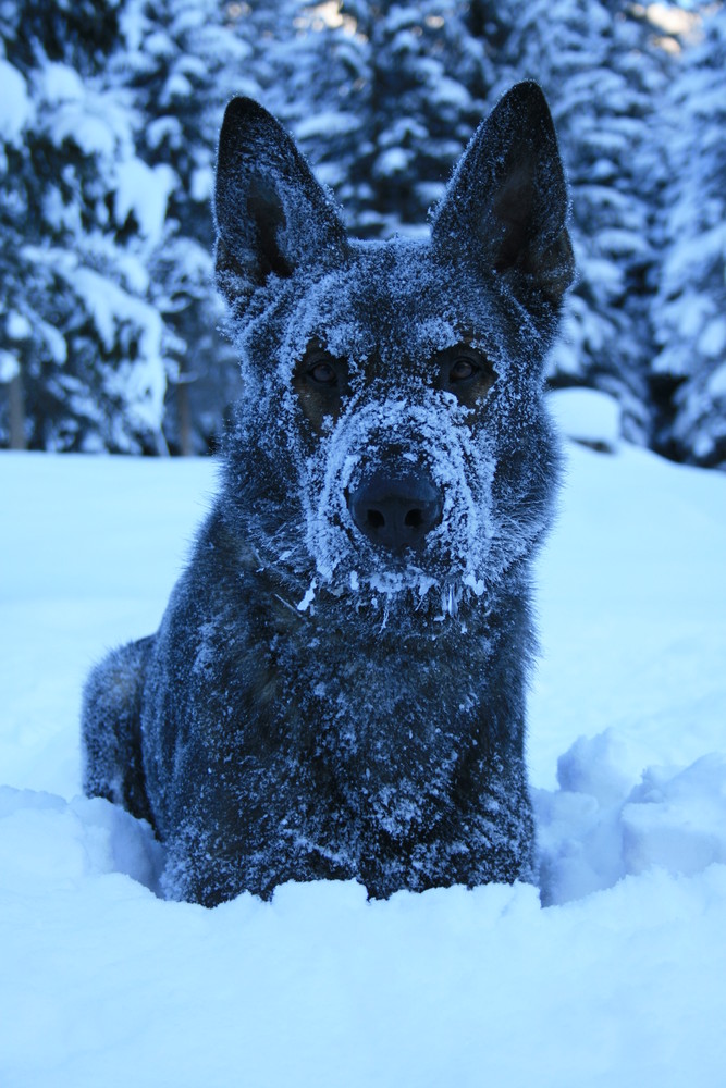 kein Hot Dog - eher ein frozen Dog