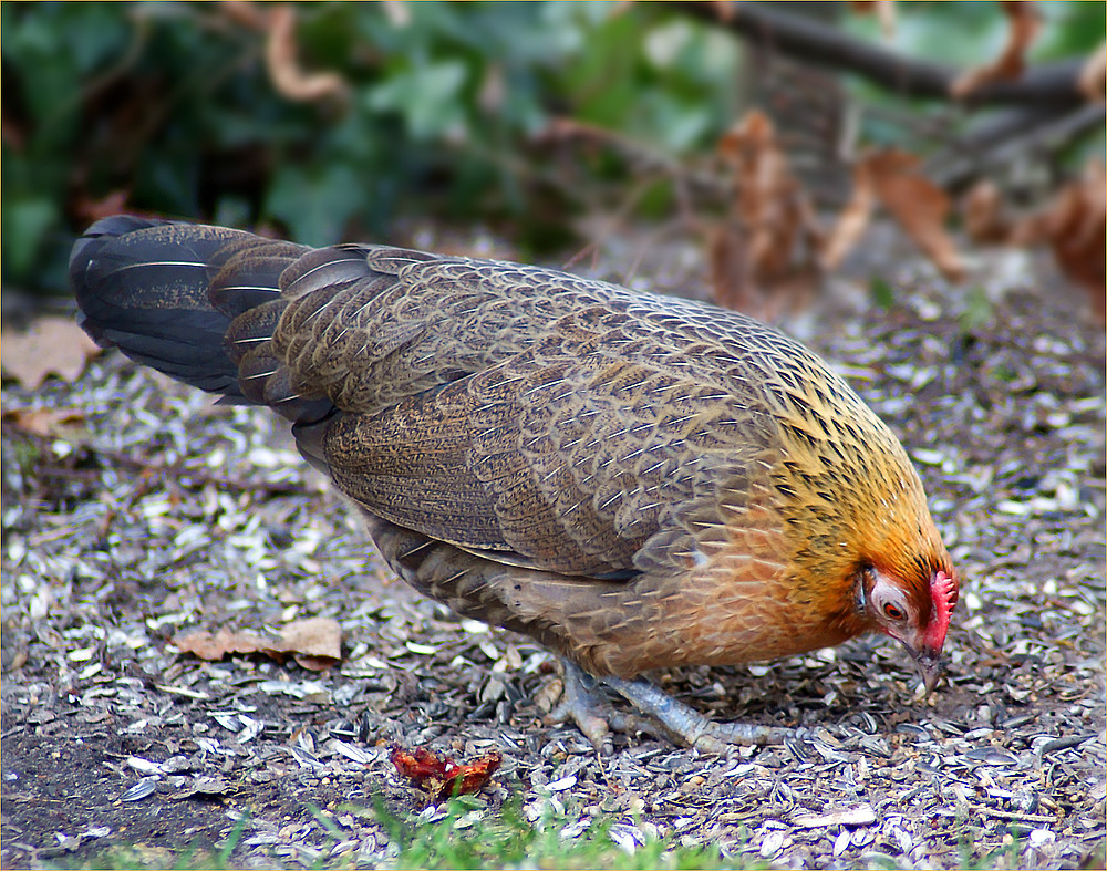 Kein Huhn scharrt umsonst