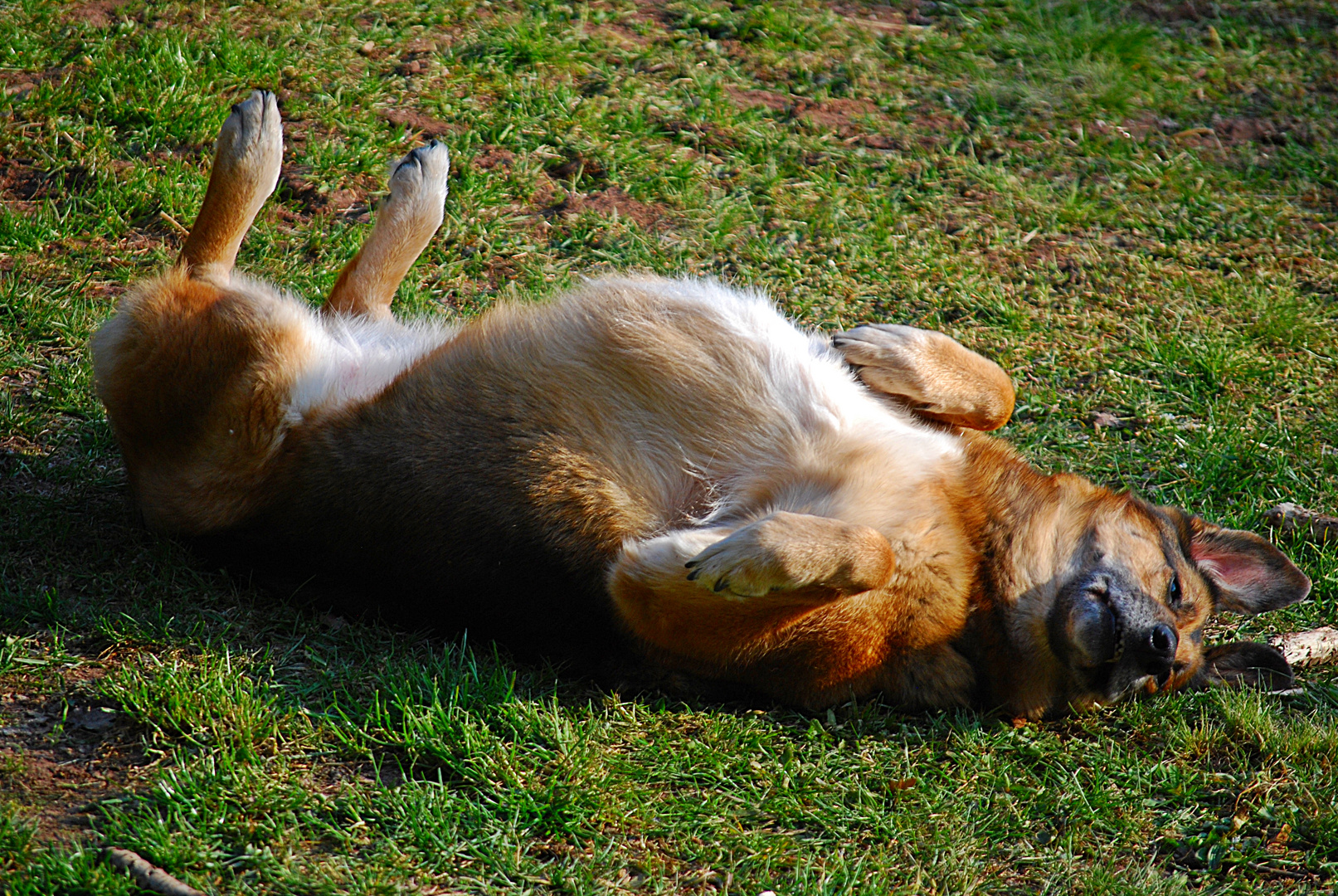 kein Hundewetter...