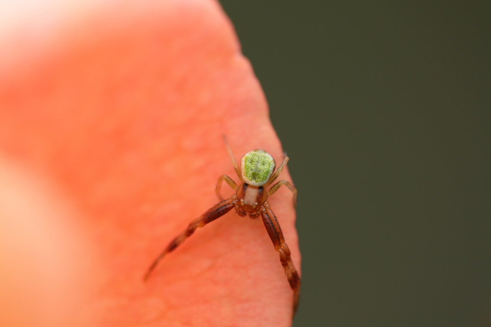 Kein Insekt... ein Gliederfüßer ( Arthropoda)