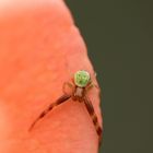 Kein Insekt... ein Gliederfüßer ( Arthropoda)