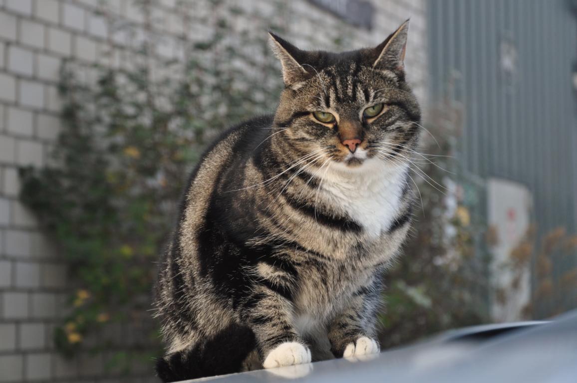 ..kein Jaguar auf der Haube