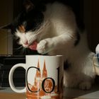 KEIN KAFFEE FÜR DIE KATZ