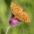 Kein Kaisermantel, sondern ein Männchen des Feurigen Perlmuttfalters (Fabriciana adippe)