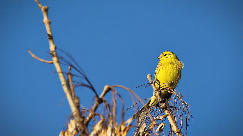 "kein Kanarienvogel"