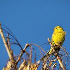 "kein Kanarienvogel"