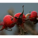 Kein klassisches Adventmotiv, die Hagebutte der Wildrose .......