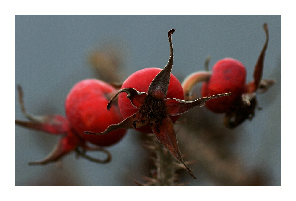 Kein klassisches Adventmotiv, die Hagebutte der Wildrose .......