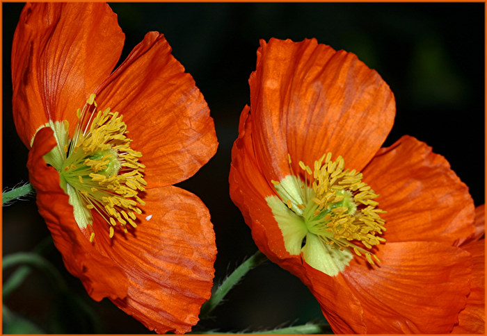 (K)ein (Klatsch)mohn