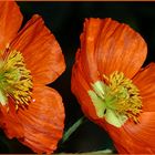 (K)ein (Klatsch)mohn