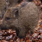 Kein kleiner Igel, auch kein Stachelschweinchen