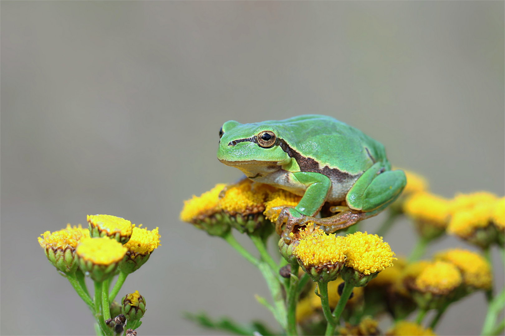 Kein kleines Hoch in Sicht... obwohl ich gestern diesen Minilaubfrosch sah