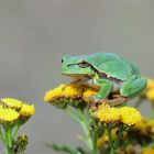 Kein kleines Hoch in Sicht... obwohl ich gestern diesen Minilaubfrosch sah