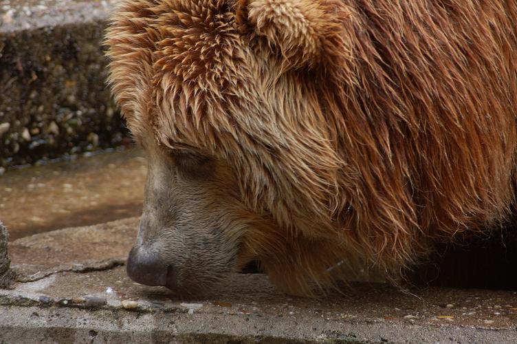 Kein Knut... ein Bär von einem Bär