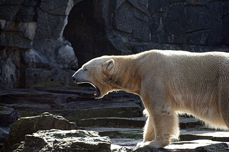 kein Knut , ich hoffe trotzdem gut