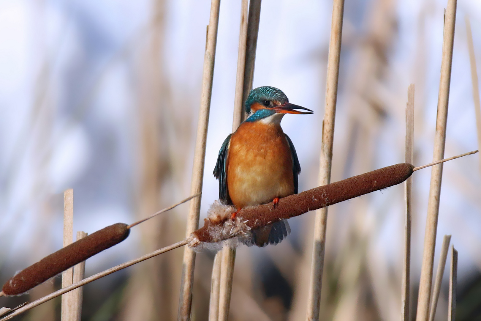 Kein Kolbenfresser - Eisvogel auf Rohrkolben 